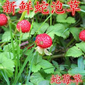 野生药材新鲜蛇莓草 蛇泡草龙吐珠地杨梅 野草莓蛇果草现采包邮