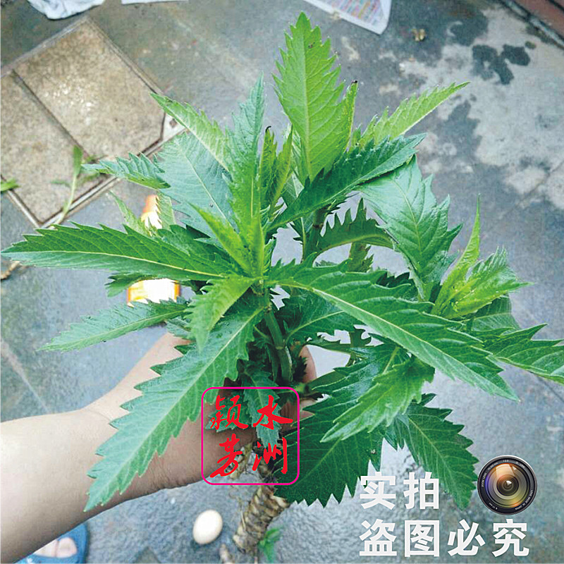 包邮野生虫草参种苗药食同源地笋地藕种苗冬虫夏草虫草地参种子苗