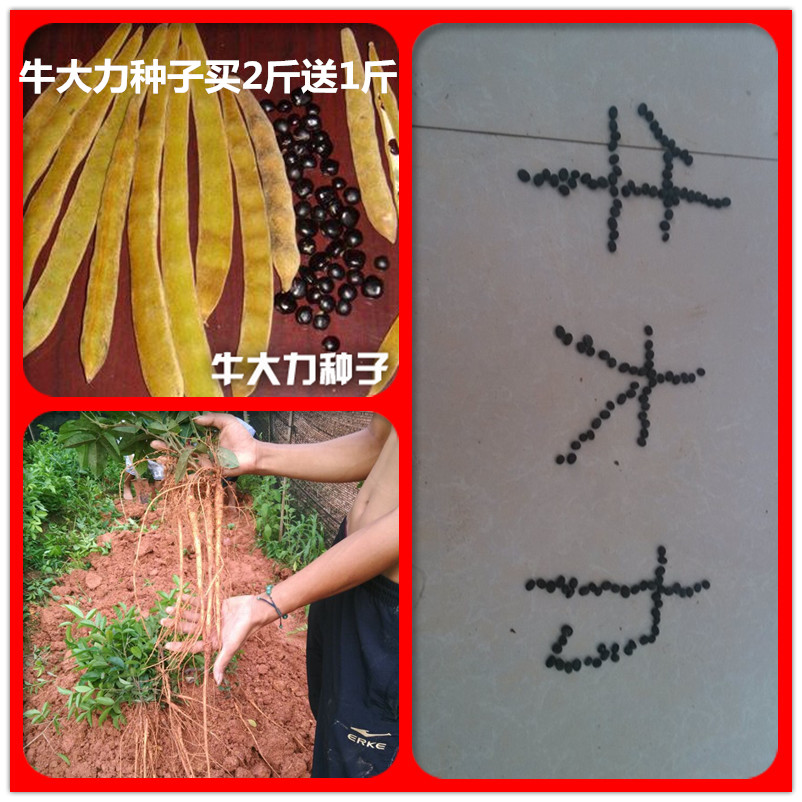 出售牛大力苗牛大力种子牛大力小苗牛大力海五1号W1盆栽各种规格