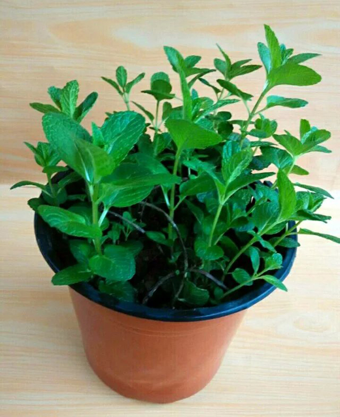 阔叶百里香苗食用芳香植物香草苗香草花卉盆栽 香草料理 18元包邮