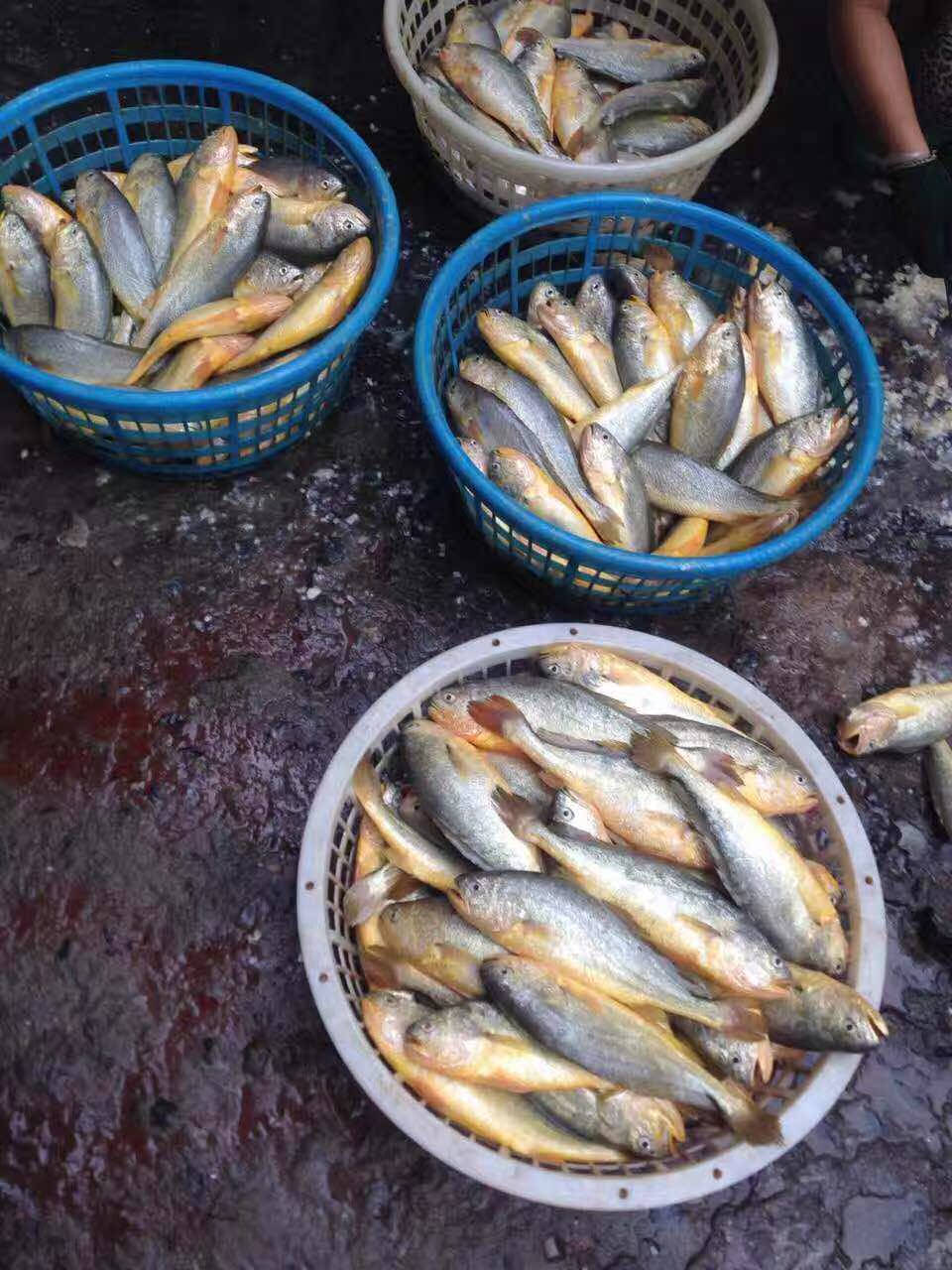 霞浦特产 新鲜大黄鱼野生海鲜东海黄花鱼当天捕捞300g