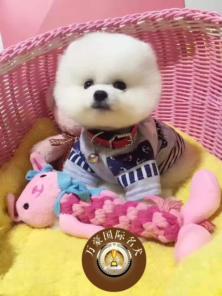 纯种约克夏梗犬幼犬宠物狗狗活体女孩玩赏娇小茶杯犬打扮