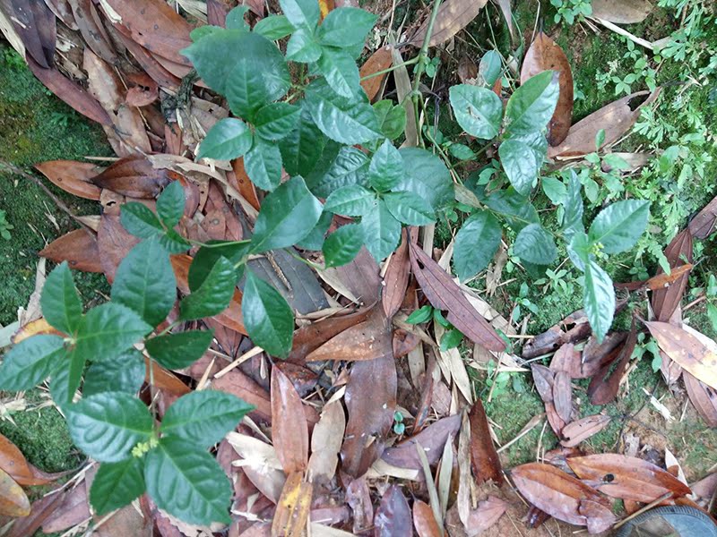 广西深山新鲜草珊瑚 山鸡茶肿节风 九节风接骨莲骨节茶 十斤包邮