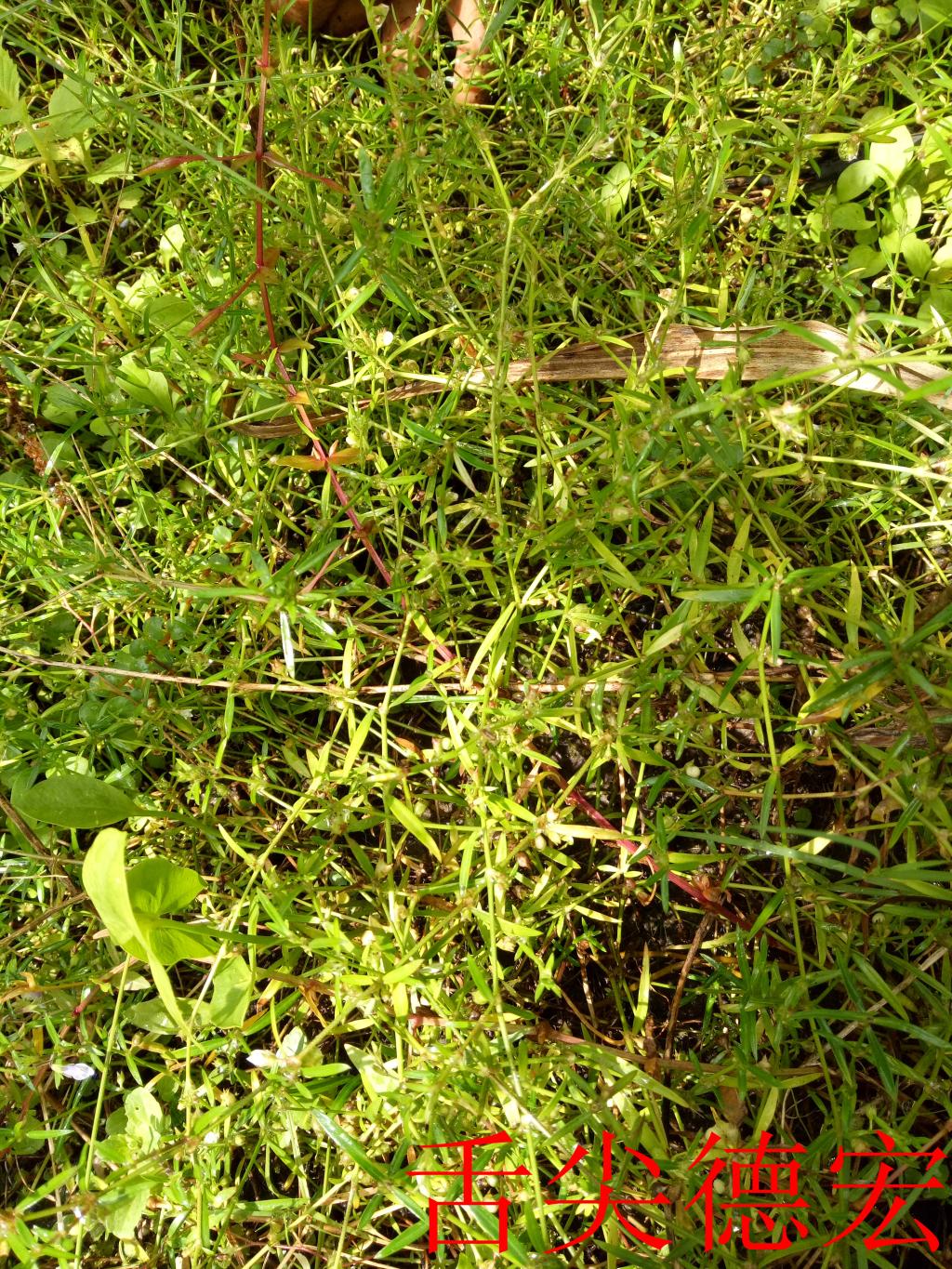 天然野生现采白花蛇舌草云南德宏特产百花十字草中草药龙舌草500g