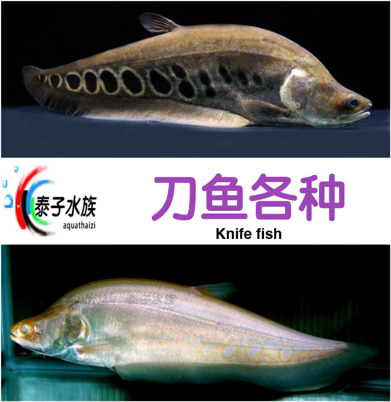 飞凤鱼活体热带鱼观赏鱼活体风水飞凤鱼美国旗鱼大型鱼搭配鱼包邮