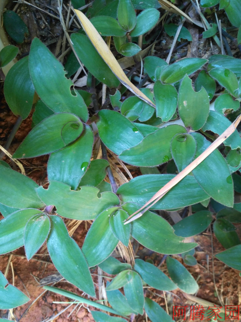 吊竹梅 盆栽植物 竹节梅 紫背绿叶 吊兰 紫背鸭跖草 吊盆绿植