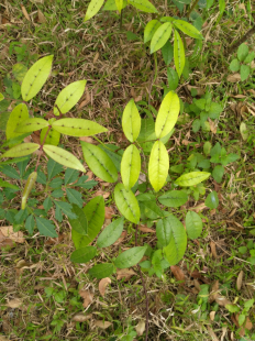 两面针种苗 双面针苗 入地金牛 双面刺 下山虎 山椒 中药材中草药