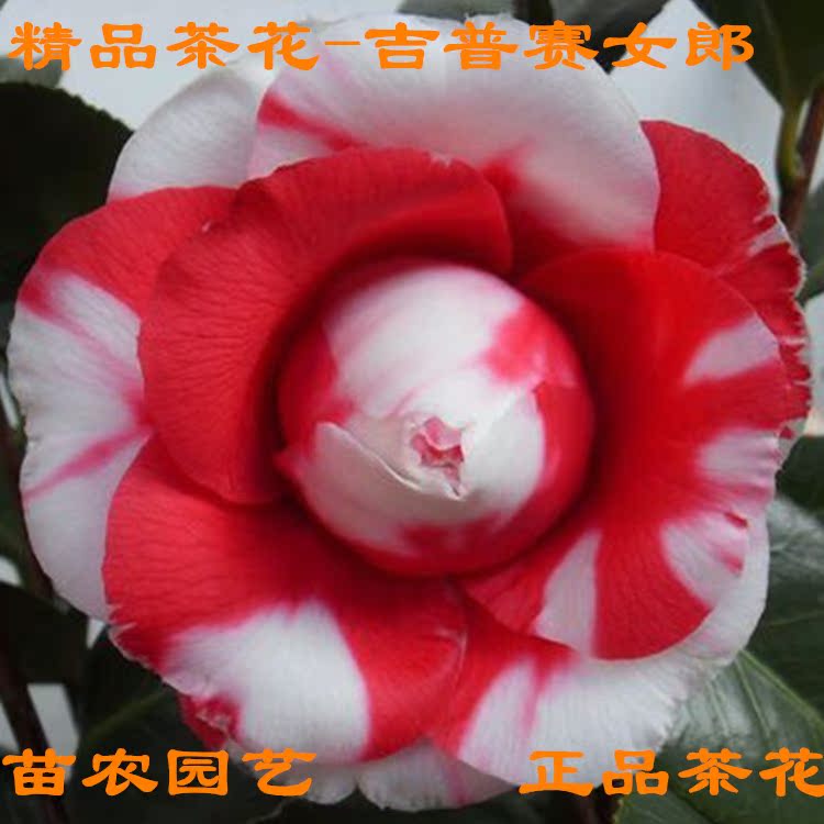 吉普赛女郎茶花苗阳台室外绿植盆栽花卉室内植物山茶花精品大苗