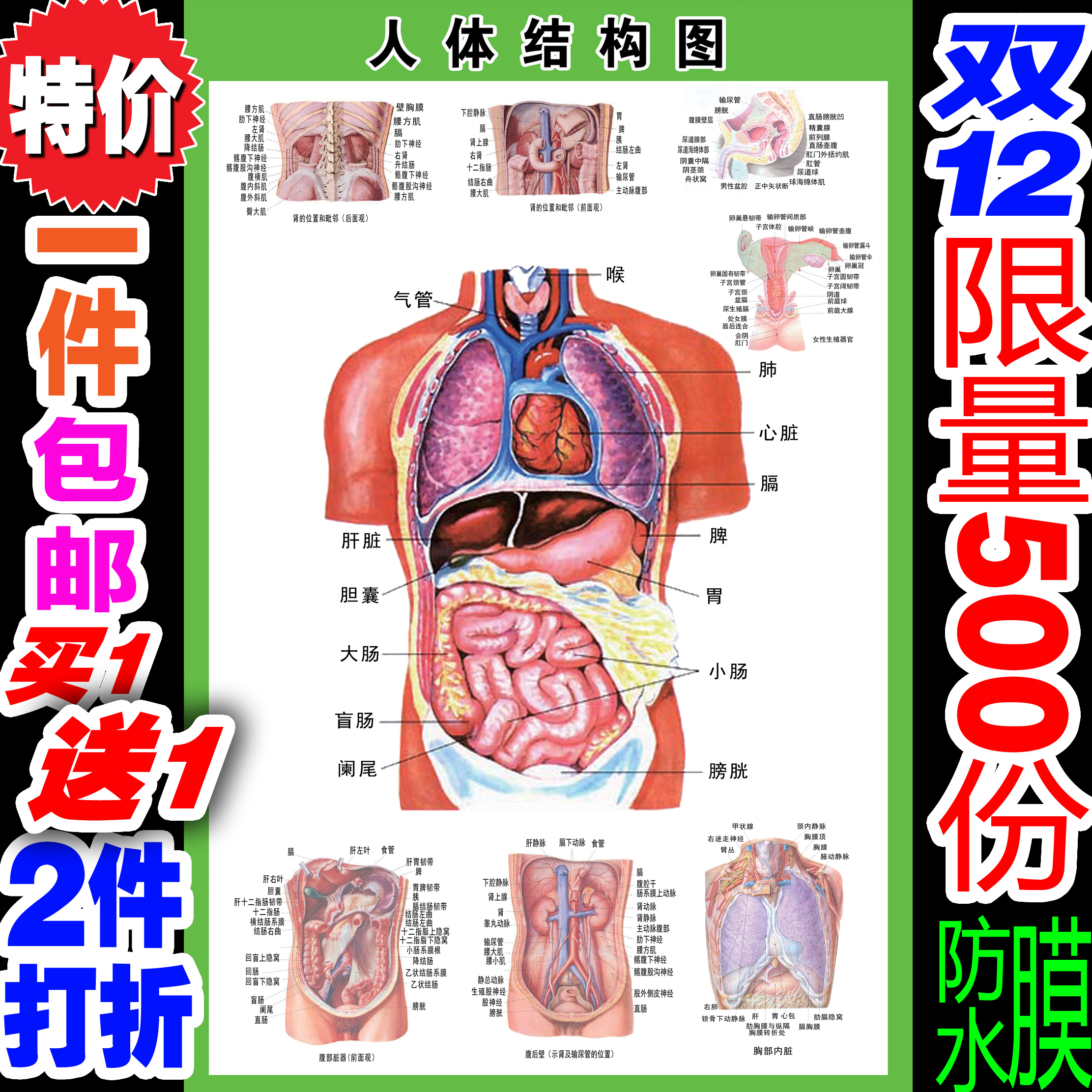 人体内脏解剖系统示意图医学宣传挂图器官心脏结构挂图画医院海报