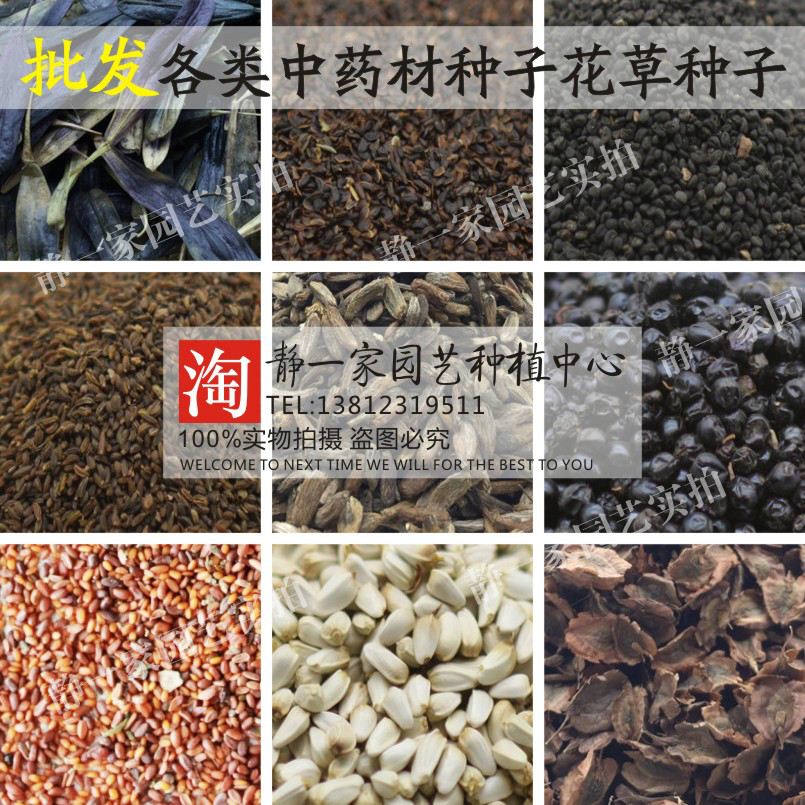 中药材种子板蓝根桔梗党参黄芩柴胡白术黄芪红花射干大黄丹参种子
