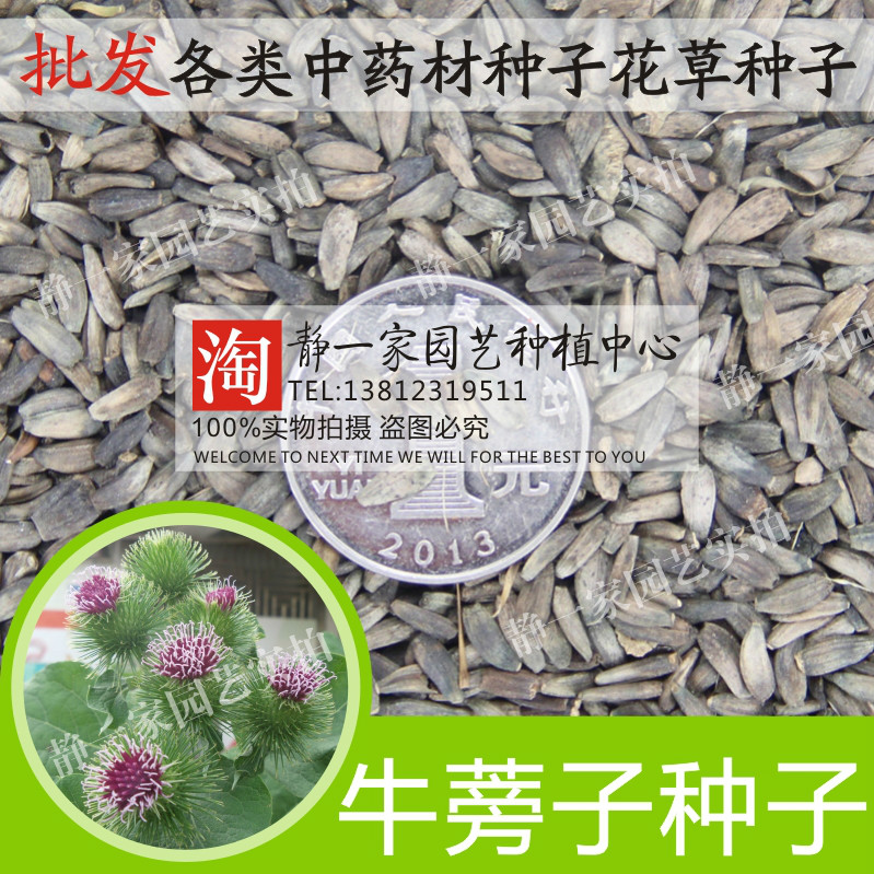 牛蒡子种子 大力子 恶实 牛蒡 恶实 东洋参 东洋牛鞭菜 牛蒡根