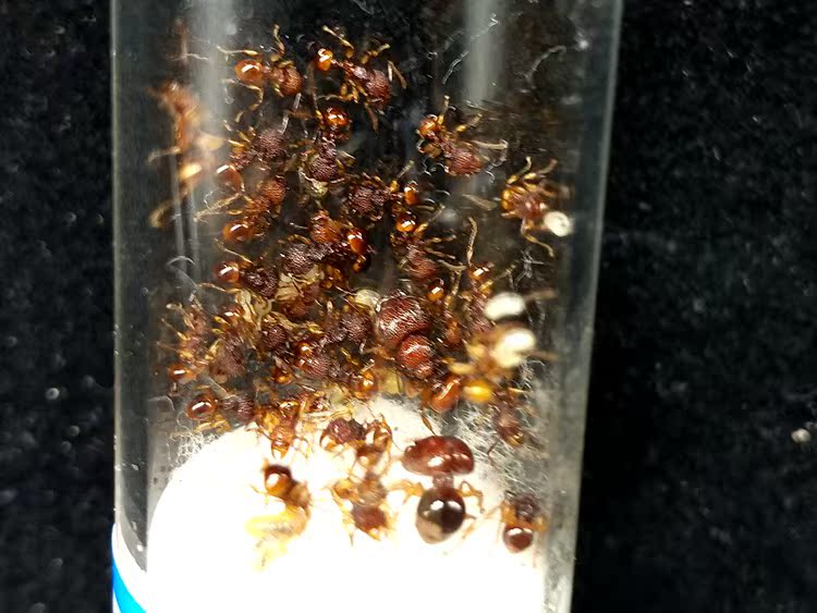森林蚂蚁2017年黑金土耳其弓背蚁新后 限量秒.杀价