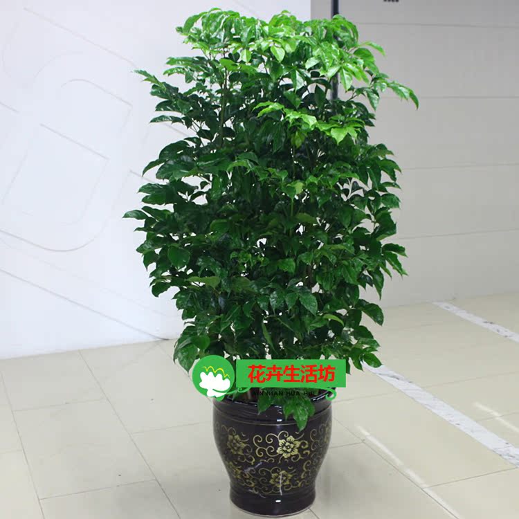 幸福树富贵树绿宝阳台客厅庭院楼顶大盆绿植盆栽花卉植物只卖南宁