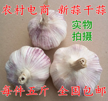 件低价 种子 包邮 非很紫皮红皮蒜头17新鲜干蒜新蒜头5斤 山东大蒜