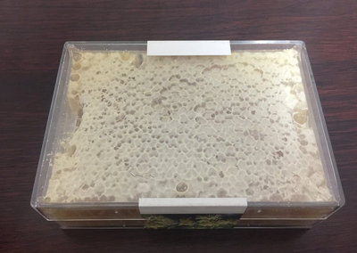 俄罗斯进口西伯利亚蜂蜜蜂巢蜜蜂窝天然滋补营养品净重500克包邮