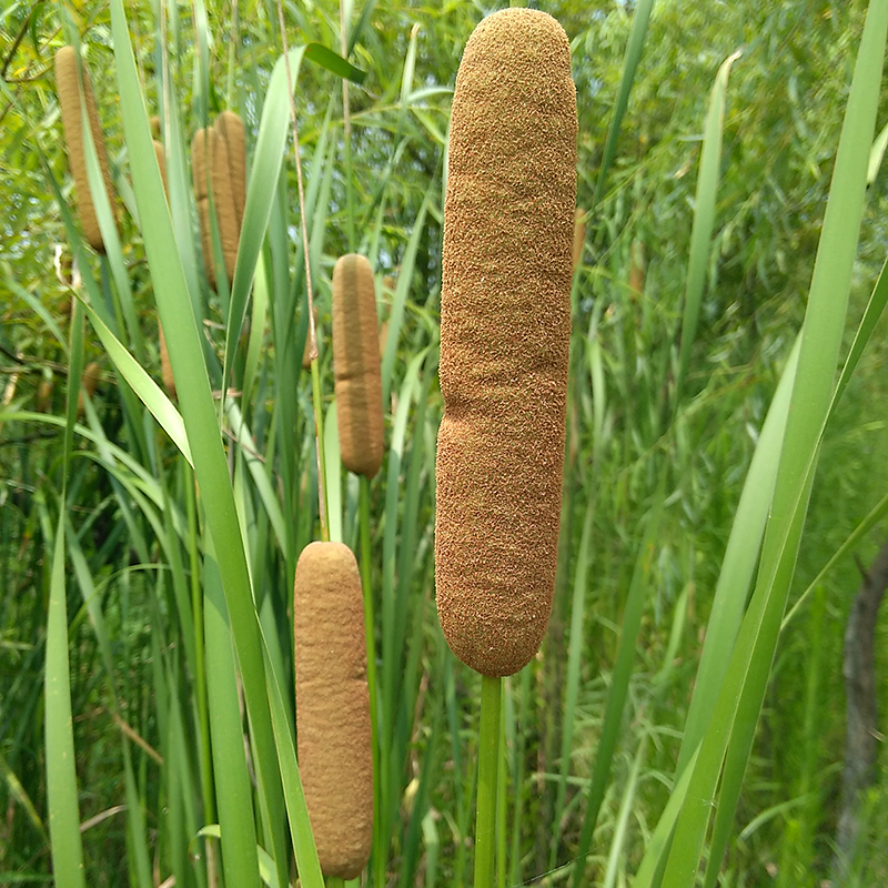 野生新鲜现采蒲棒药材蒲包草鬼蜡烛蒲棰蒲厘蒲槌毛水蜡烛实棒槌草