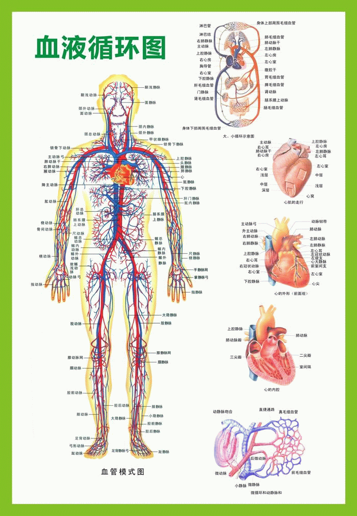 人体血液循环图 人体血液循环挂图 医学挂图 0.9x1.3米 包邮