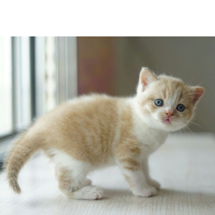 乳白纯种猫咪小猫活体家养迷你宠物猫cfa澳血英短幼崽