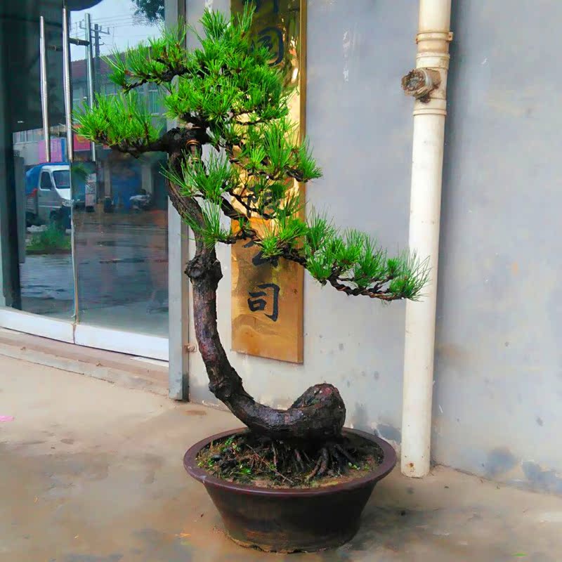 雀梅盆景 老桩盆景 雀梅树桩 庭院盆景树桩 雀梅树桩