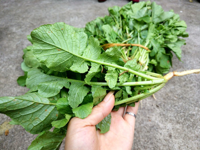 江西农家自制萝卜菜苗酸菜 腌制萝卜菜新鲜蔬菜嫩萝卜缨子下饭菜