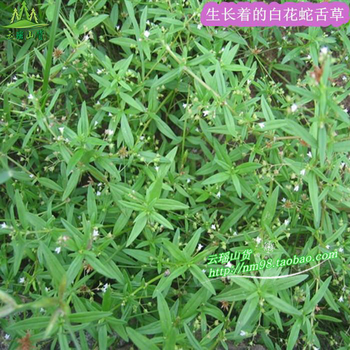 白花蛇舌草 野生 百花蛇舌草 纯天然新鲜干品500克 另有半枝莲售