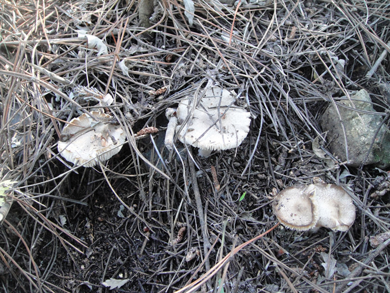16年新货 东北野生小灰蘑菇野生朝阳草蘑 干货 食材菌