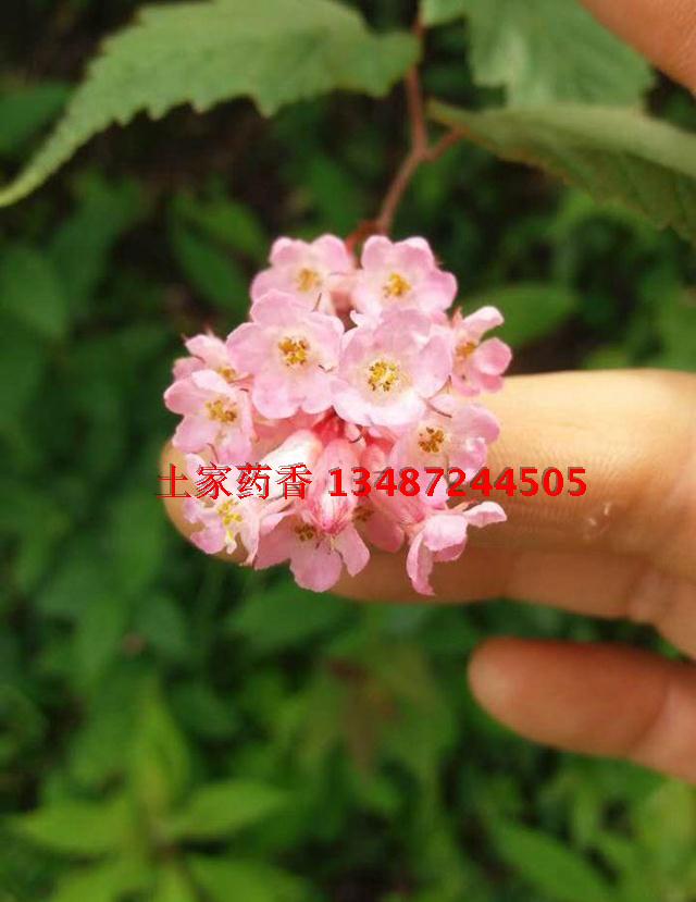 红花龙胆 红龙胆,龙胆草,小青鱼胆,星秀花 小型盆栽