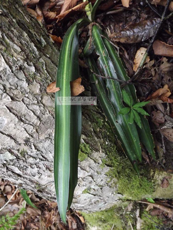 永保青春 万年青 别名 开喉剑,九节莲,冬不凋铁扁担苗