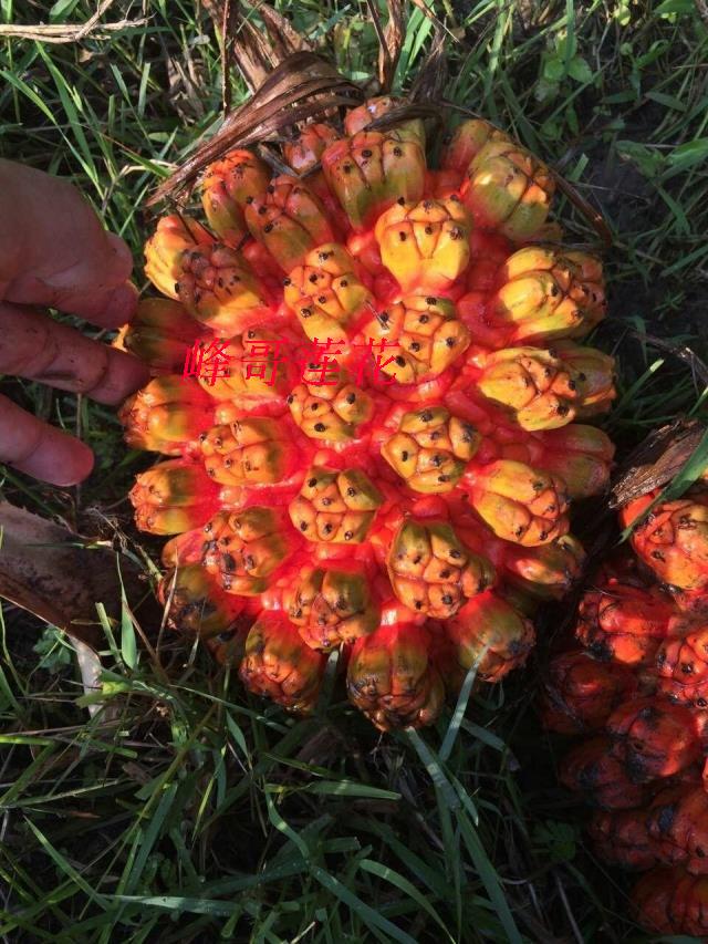 包邮滴血原籽滴血莲花菩提子野菠萝鲜果干籽保红滴血莲花原料散籽