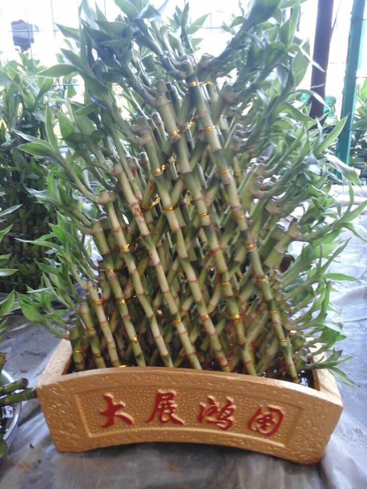 大展宏图一帆风顺节节高富贵竹植物盆栽开业庆送朋友领导盆栽包邮