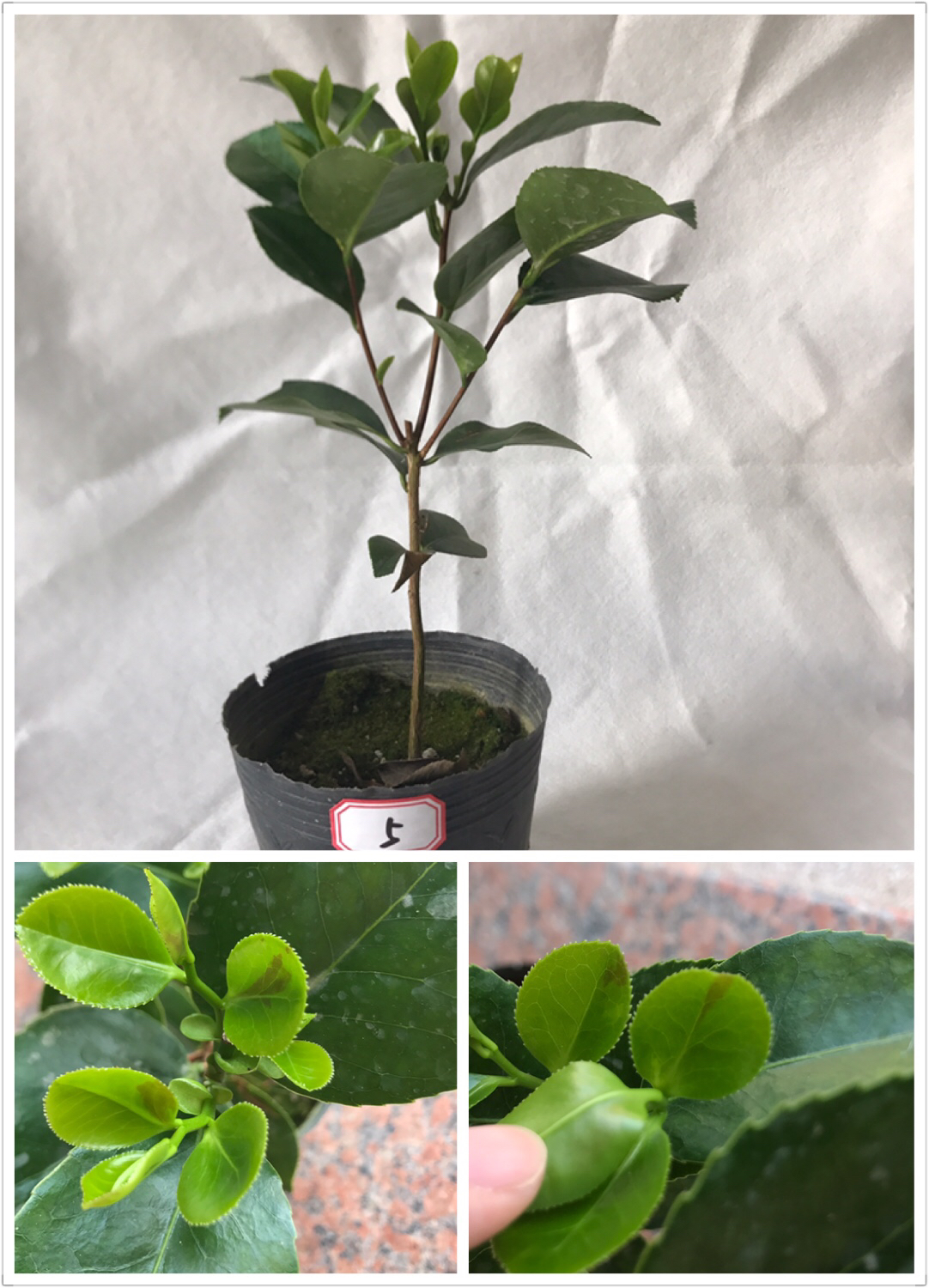 白底五色赤丹一树多色 青杆血丝茶花苗室内庭院花卉绿植盆栽包邮