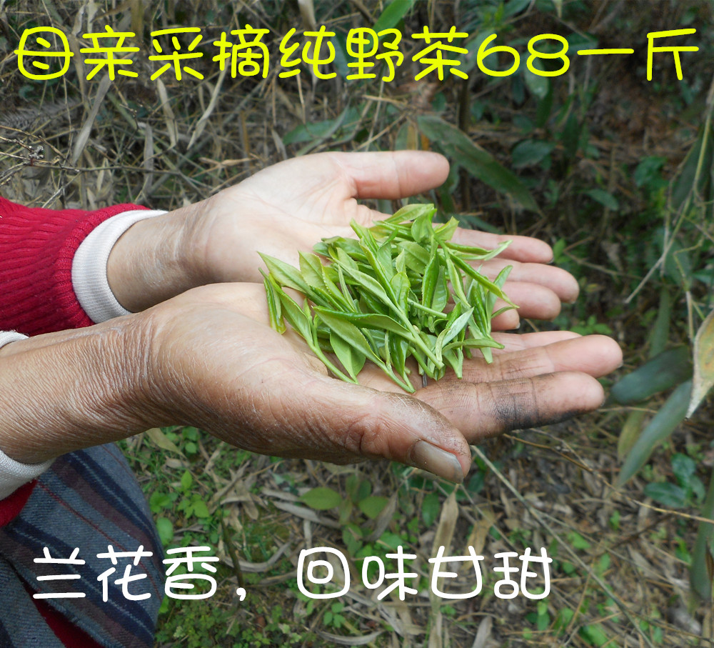黄山毛峰野茶 2016新茶绿茶 正宗春季农家纯手工野生浓香茶叶500g