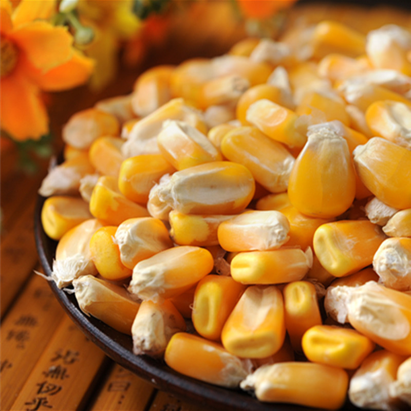 新玉米五谷杂粮老玉米农家自产散装干玉米粒小鸡鸽子饲料250克