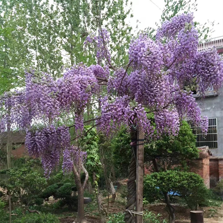 丁香花苗 庭院植物 丁香花树苗 桂花 紫藤花苗 盆栽花卉