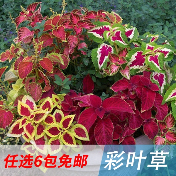 彩叶草种子 20粒装 洋紫苏种子 叶色鲜艳美观 多颜色彩叶草籽种子