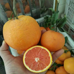 正品[红心橙子]红心橙子的营养评测 橙子有红心
