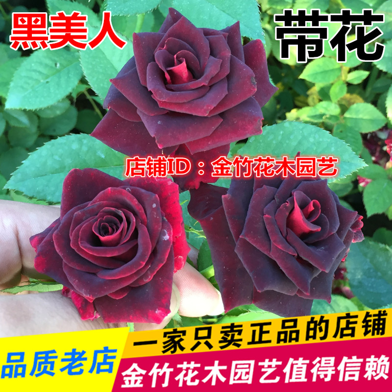 室内阳台盆栽花卉 黑美人月季花苗玫瑰花苗 玫瑰花带花苞带花发货