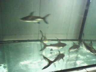 热带鱼,观赏鱼,成吉思汗鲨,大白鲨,鲨鱼,虎头鲨 大型鱼蓝鲨