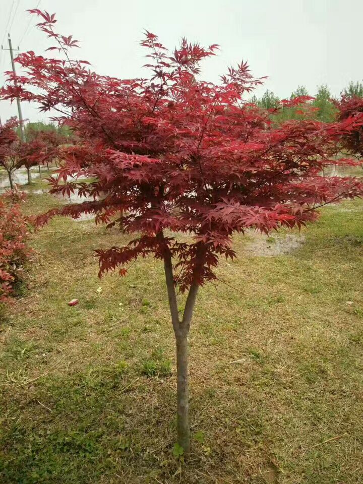 日本红枫树苗园林绿化苗木庭院盆栽观赏植物基地种植出售包邮