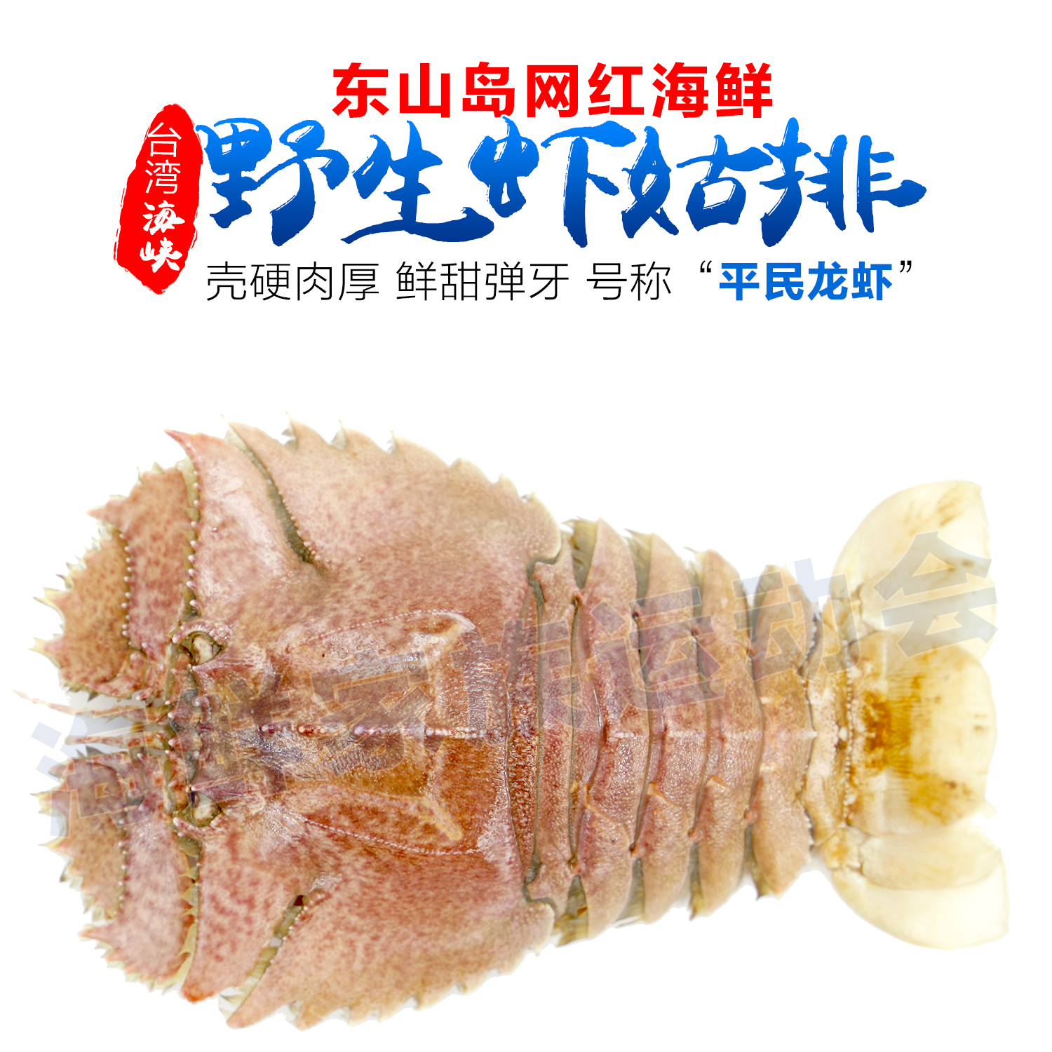 【东山海鲜】鲜活虾姑排 龙虾 扇虾 琵琶虾 鲜活海鲜 礼盒满包邮