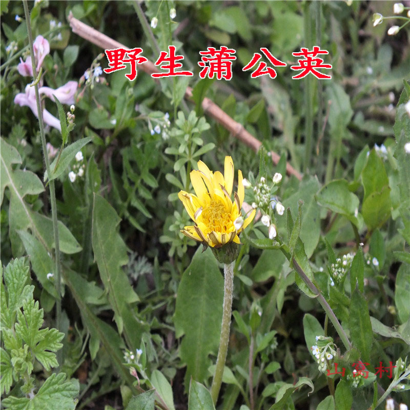2017年新深山老人挖野生蒲公英 根花茶 婆婆丁 蒲公英