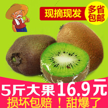 新鲜水果 现摘现发 弥猴桃果 5斤16.9元 绿奇异果 包邮 周至猕猴桃