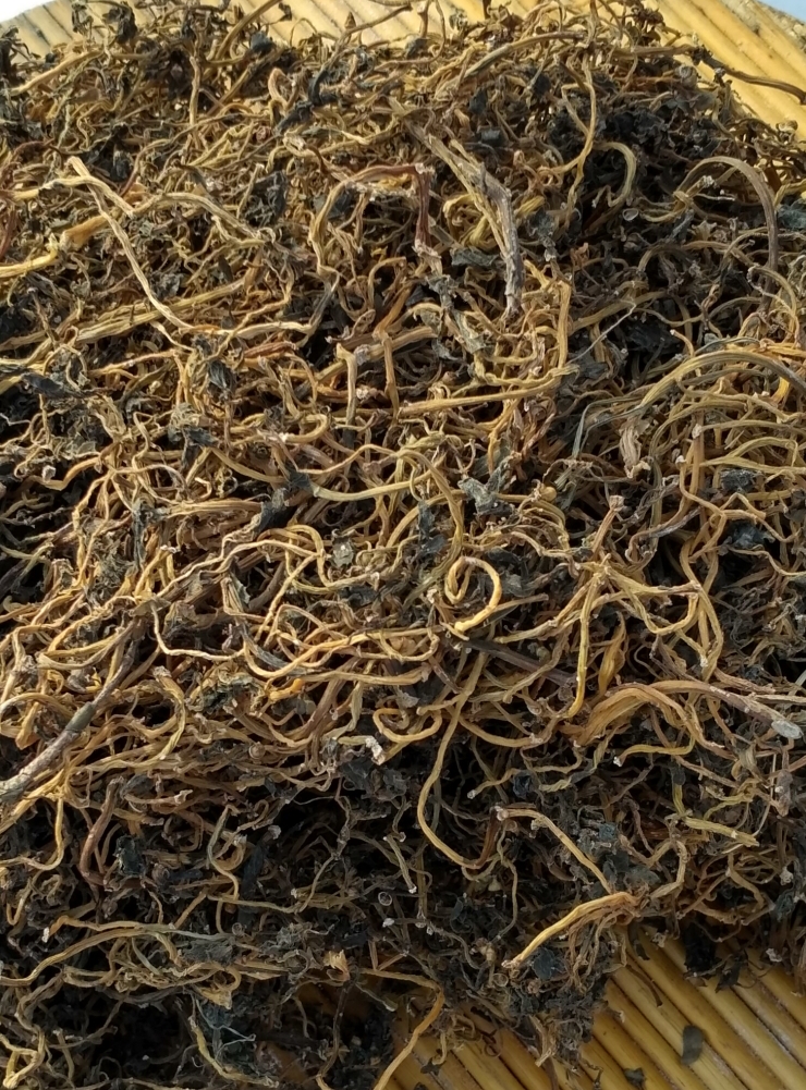 野生干马齿菜，长寿菜，长命菜，五行草，马齿笕