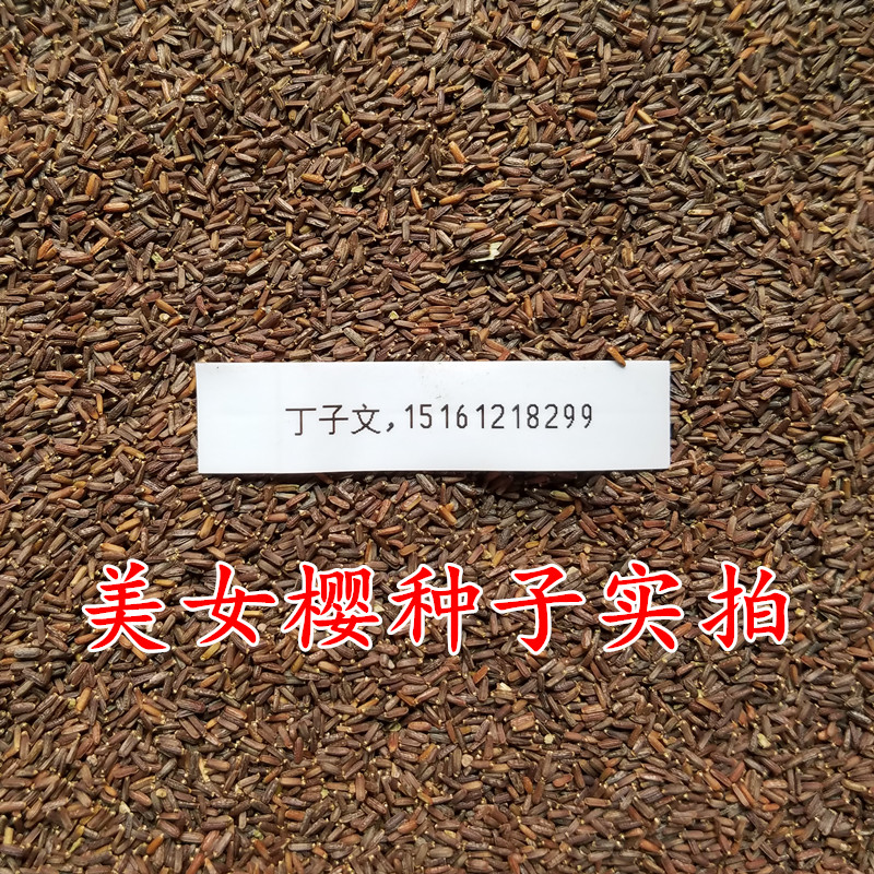 美女樱种子草花种子五色梅 铺地马鞭草四季绣球混色花海花 美人樱