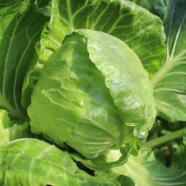 [北京菜市场招租]评价 北京新开菜市场招租怎么