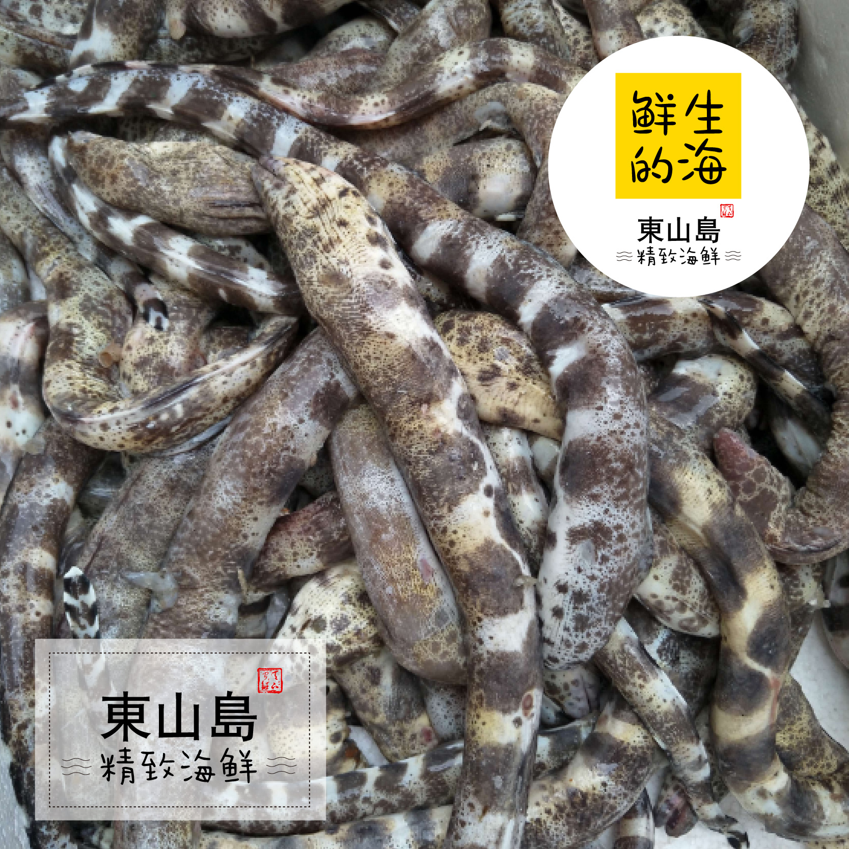 东山岛鲜生的海鲜水产活野生鳗鱼虎鳗石鳗金钱鳗胶原蛋白滋补佳品