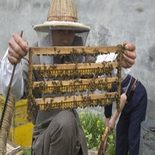 蜜蜂人工育王技术培训