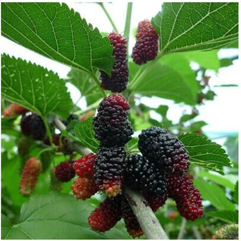 无籽大十黑桑果树苗嫁接四季桑葚南北方结果葡