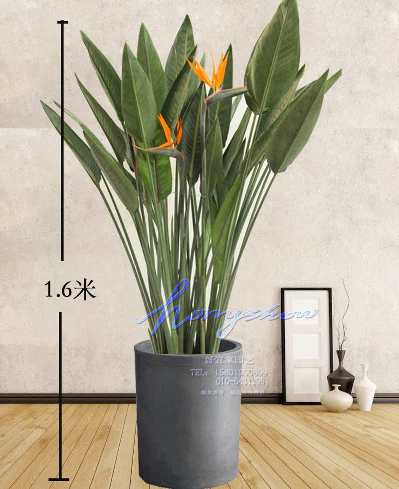 天堂鸟开花植物盆栽中秋礼品高端带花绿植办公室客厅送领导长辈