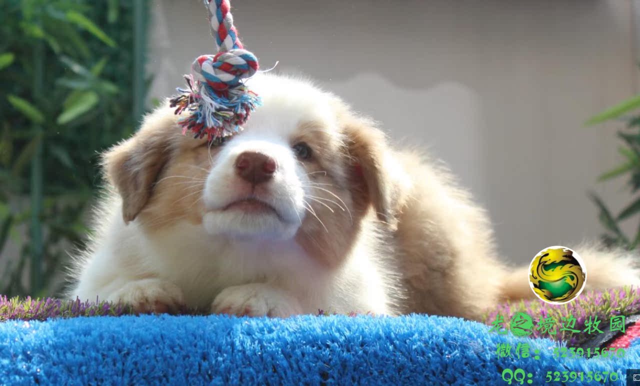 纯种三色红陨石边境牧羊犬 边牧 边境牧羊犬幼犬 活体